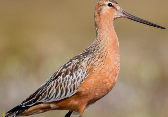 11 दिन तक बिना रुके उड़ता रहा पक्षी! लगातार 13,000 किमी भरी उड़ान, इसकी ताकत जान दुनिया हैरान!