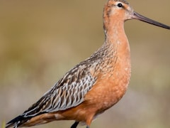 11 दिन तक बिना रुके उड़ता रहा पक्षी! लगातार 13,000 किमी भरी उड़ान, इसकी ताकत जान दुनिया हैरान!