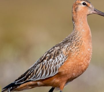 11 दिन तक बिना रुके उड़ता रहा पक्षी! लगातार 13,000 किमी भरी उड़ान, इसकी ताकत जान दुनिया हैरान!