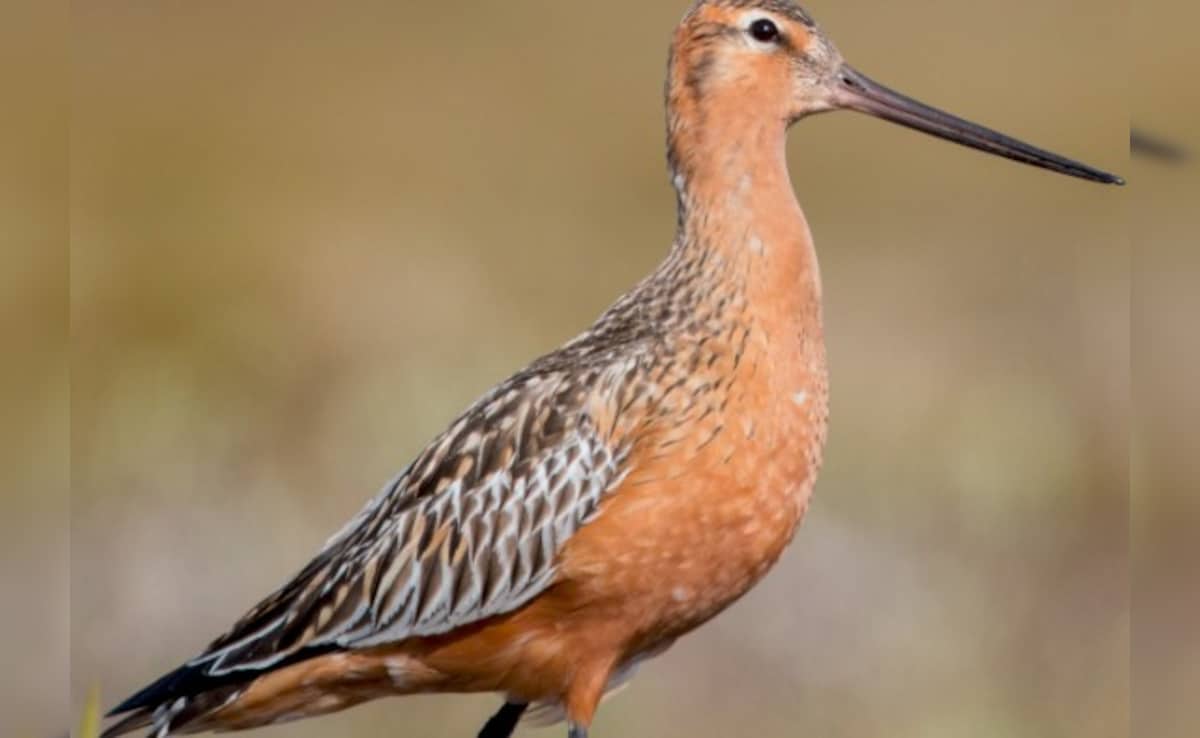 11 दिन तक बिना रुके उड़ता रहा पक्षी! लगातार 13,000 किमी भरी उड़ान, इसकी ताकत जान दुनिया हैरान!