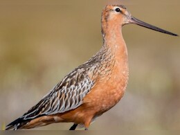 11 दिन तक बिना रुके उड़ता रहा पक्षी! लगातार 13,000 किमी भरी उड़ान, इसकी ताकत जान दुनिया हैरान!