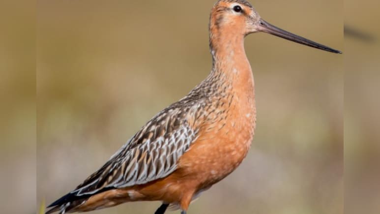 11 दिन तक बिना रुके उड़ता रहा पक्षी! लगातार 13,000 किमी भरी उड़ान, इसकी ताकत जान दुनिया हैरान!