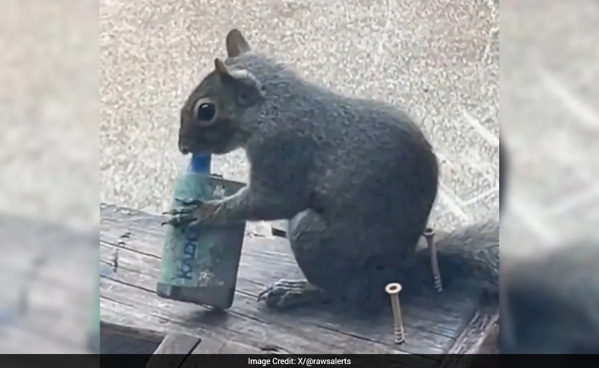Watch: Squirrels Found Vaping In London, Mistaking Fruity Smell For Food