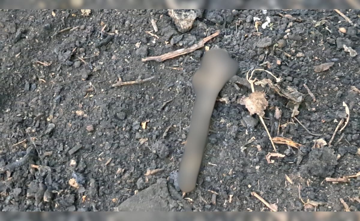 दानापुर में नहर किनारे मिला कटा हुआ पैर और जली हड्डियां, हत्या या गहरी साजिश, छानबीन में जुटी पुलिस