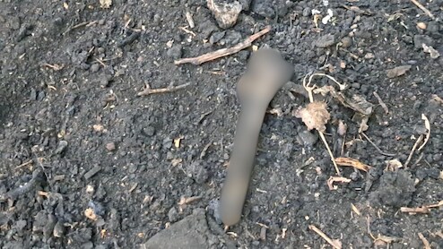 दानापुर में नहर किनारे मिला कटा हुआ पैर और जली हड्डियां, हत्या या गहरी साजिश, छानबीन में जुटी पुलिस