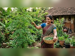 सहजन को चमत्कारी पौधा क्यों कहा जाता है? यहां जानें इसके 6 बड़े फायदे...