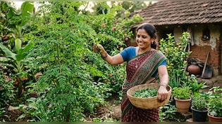 सहजन को चमत्कारी पौधा क्यों कहा जाता है? यहां जानें इसके 6 बड़े फायदे...