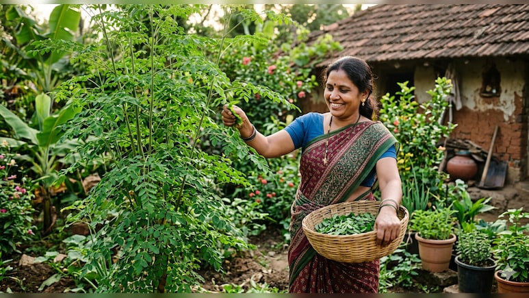 सहजन को चमत्कारी पौधा क्यों कहा जाता है? यहां जानें इसके 6 बड़े फायदे...