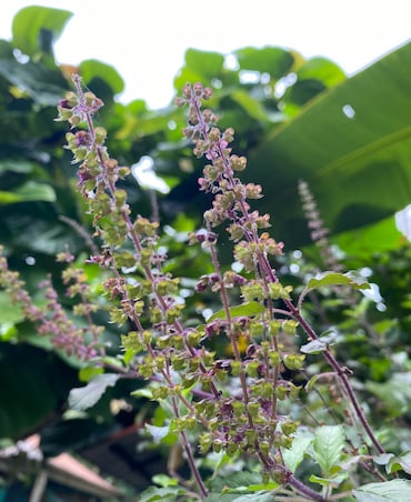 Tips To Care For Your Tulsi Plant