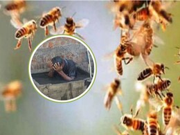 युवक पर टूट पड़ा&nbsp;मधुमक्खियों का झुंड, जान बचाने के लिए पानी की टंकी में लगानी पड़ी डुबकी, बस स्टैंड पर मची अफरा-तफरी