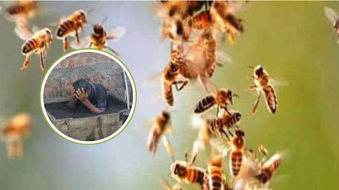 युवक पर टूट पड़ा&nbsp;मधुमक्खियों का झुंड, जान बचाने के लिए पानी की टंकी में लगानी पड़ी डुबकी, बस स्टैंड पर मची अफरा-तफरी