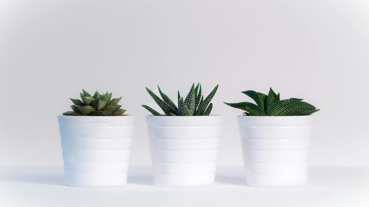 Lifelike Artificial Plants For Home: Stylish Faux Greenery You Will Love