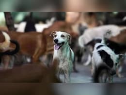 Rajasthan: सदन में आवारा कुत्तों के आतंक पर  चिंता, विधायक संदीप शर्मा बोले- मासूम बच्चे बन रहे आसान शिकार