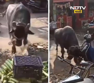 Video: बिथरलेला रेडा थेट दुकानात घुसला! दुचाकीला धडक, मुलांचा जीव मुठीत, दहशतीचा थरार CCTV मध्ये कैद