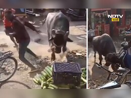 Video: बिथरलेला रेडा थेट दुकानात घुसला! दुचाकीला धडक, मुलांचा जीव मुठीत, दहशतीचा थरार CCTV मध्ये कैद