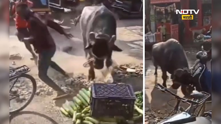 Video: बिथरलेला रेडा थेट दुकानात घुसला! दुचाकीला धडक, मुलांचा जीव मुठीत, दहशतीचा थरार CCTV मध्ये कैद