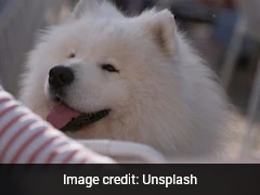 Chinese Woman Spends Rs 1.6 lakh On Dog's 'Kindergarten', Internet Reacts