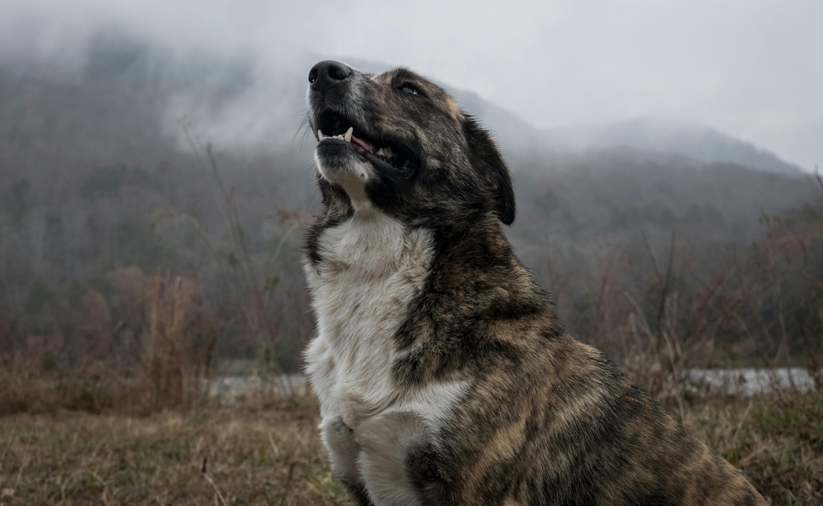 Asproulis, The Wonder Dog Survives 9 Days On Icy 1,900-Metres Peak In Greece