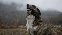 Asproulis, The Wonder Dog Survives 9 Days On Icy 1,900-Metre Peak In Greece