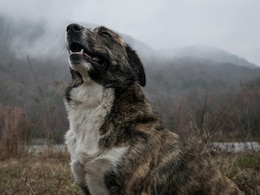 Asproulis, The Wonder Dog Survives 9 Days On Icy 1,900-Metres Peak In Greece