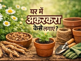 घर बैठे होगा पायरिया का इलाज! बस बालकनी में उगाना होगा ये पौधा,  यह रही स्टेप बाय स्टेप गाइड