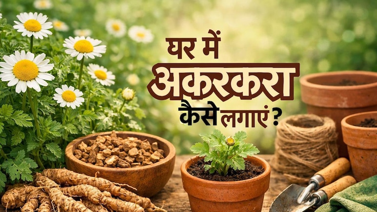 घर बैठे होगा पायरिया का इलाज! बस बालकनी में उगाना होगा ये पौधा,  यह रही स्टेप बाय स्टेप गाइड