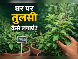 हर रोग का 1 इलाज, घर पर बस ऐसे लगाएं तुलसी, पूरे साल नहीं सूखेगी, 10 दिन में हो जाएगी तैयार