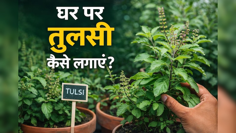 हर रोग का 1 इलाज, घर पर बस ऐसे लगाएं तुलसी, पूरे साल नहीं सूखेगी, 10 दिन में हो जाएगी तैयार