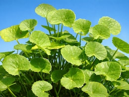 सिर्फ श्रीलंका के जंगलों में मिलती है ये जड़ी-बूटी! बीमारियों का कर देती है सर्वनाश, संजीवनी से कम नहीं