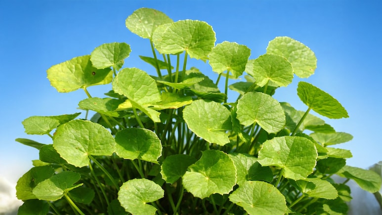 सिर्फ श्रीलंका के जंगलों में मिलती है ये जड़ी-बूटी! बीमारियों का कर देती है सर्वनाश, संजीवनी से कम नहीं