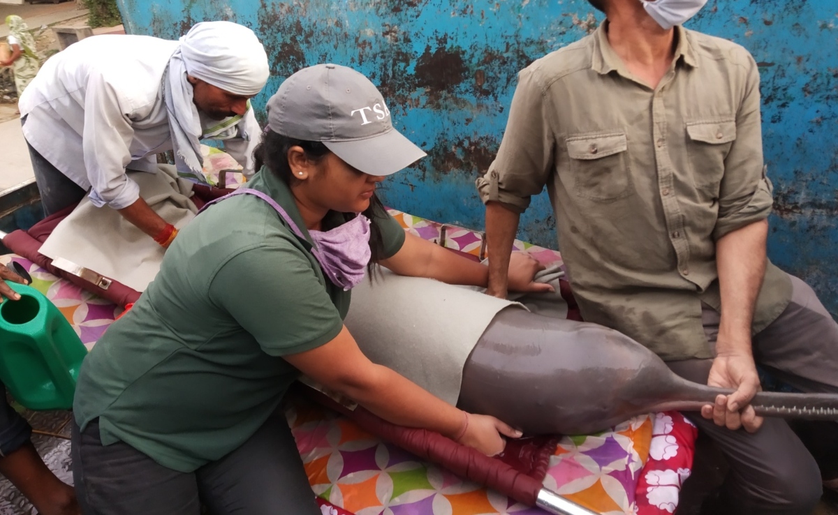 उत्तर प्रदेश की किस नदी में पाई जाती है डॉल्फिन, उनको बचाना कितना है जरूरी