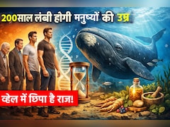क्या इंसान 200 साल तक जी सकते हैं, क्या कहता है व्हेल में छिपा राज: रिसर्च