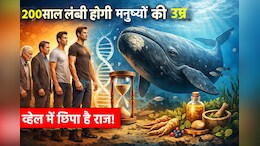क्या इंसान 200 साल तक जी सकते हैं, क्या कहता है व्हेल में छिपा राज: रिसर्च