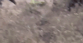 किस्मत इसे कहते हैं...हाथी ने पांव से कुचला, अचानक हुआ कुछ ऐसा कि उठते ही चल पड़ा शख्स, VIDEO