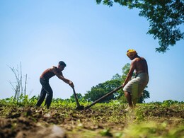 Pune News : पु्ण्यात शेतातील उभं पिक एका रात्रीतून गायब; धक्कादायक प्रकाराने शेतकरी धास्तावले