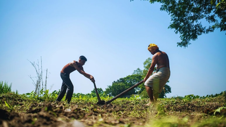 Pune News : पु्ण्यात शेतातील उभं पिक एका रात्रीतून गायब; धक्कादायक प्रकाराने शेतकरी धास्तावले