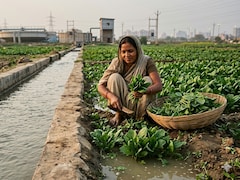 Tomatoes, Carrots, Lettuce Absorb Antidepressant From Wastewater: Study