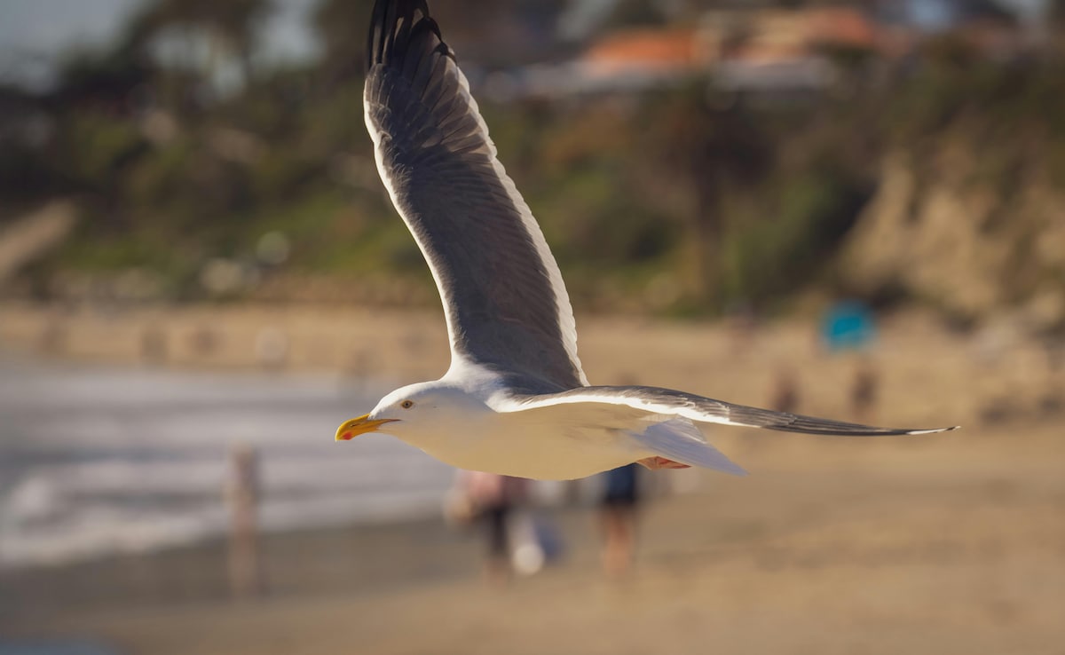 US Man Jailed For Killing Bird That Tried Stealing Daughter's Food