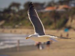 US Man Jailed For Killing Bird That Tried Stealing Daughter's Food