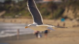 US Man Jailed For Killing Bird That Tried Stealing Daughter's Food