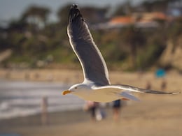 US Man Jailed For Killing Bird That Tried Stealing Daughter's Food