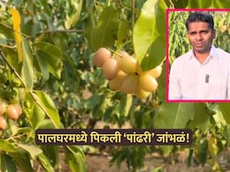 Palghar News: मोखाड्यात पिकली 'पांढरी जांभळं'! उच्चशिक्षित आदिवासी तरुणाचा शेतीत यशस्वी प्रयोग