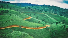 6 Tea Destinations In India Every Tea Lover Must Visit