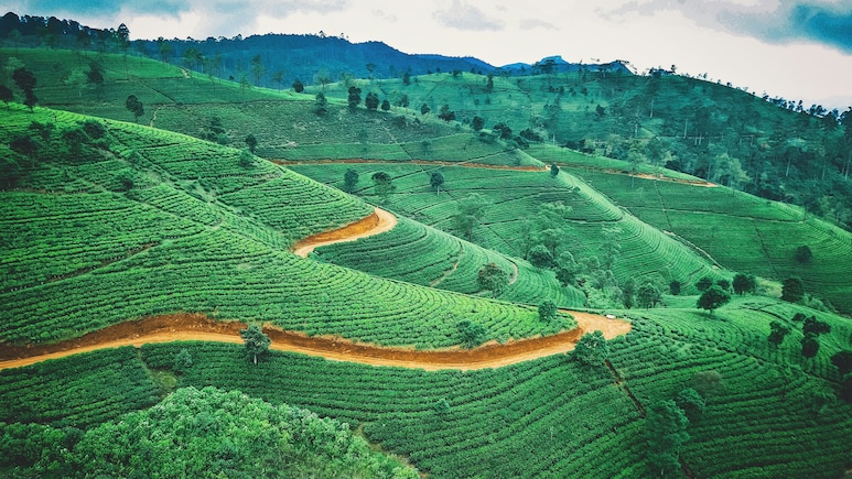 6 Tea Destinations In India Every Tea Lover Must Visit