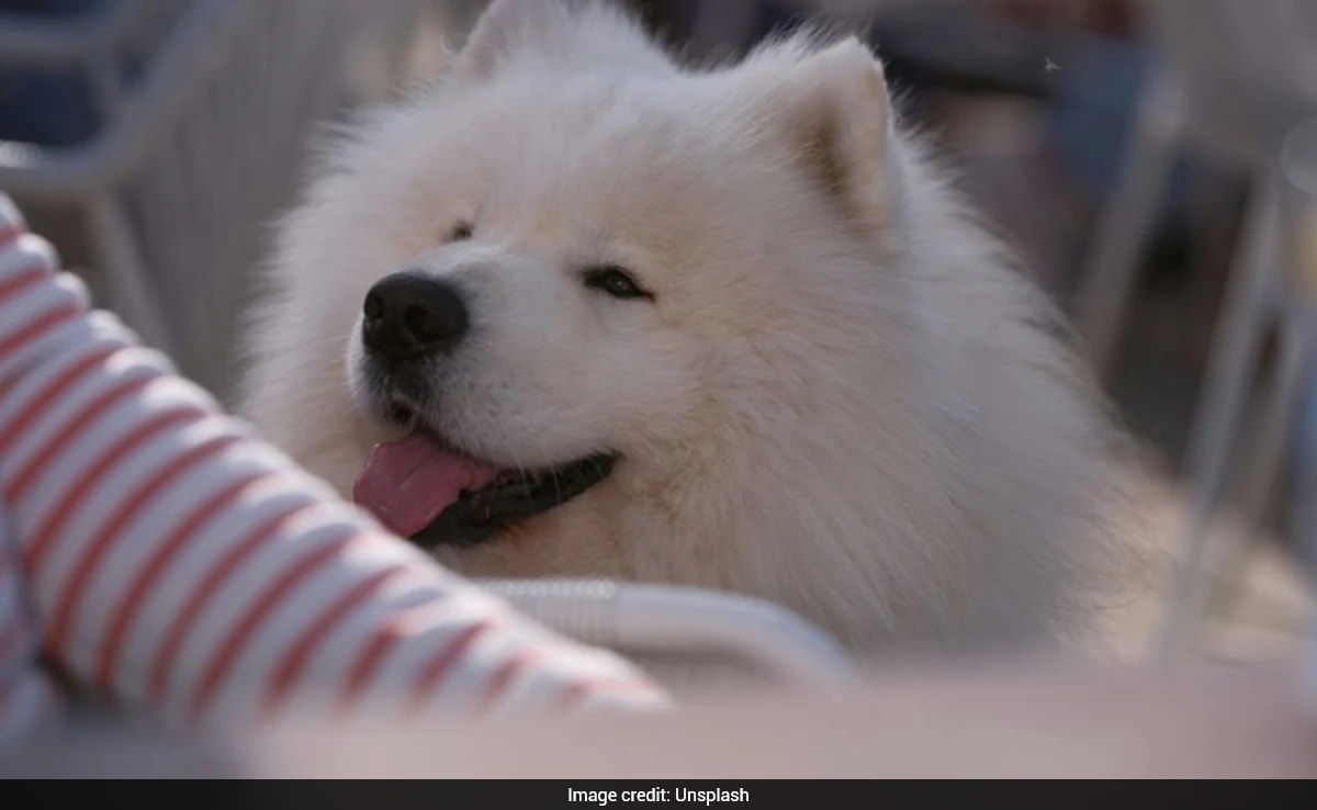 Chinese Woman Spends Rs 1.6 lakh On Dog's 'Kindergarten', Internet Reacts