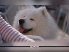 इतनी फीस में तो बंदा खुद पढ़ ले! डॉगी की स्कूलिंग पर खर्च किए 1.6 लाख, चीन से आई हैरान करने वाली खबर