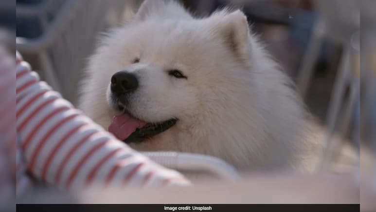 इतनी फीस में तो बंदा खुद पढ़ ले! डॉगी की स्कूलिंग पर खर्च किए 1.6 लाख, चीन से आई हैरान करने वाली खबर