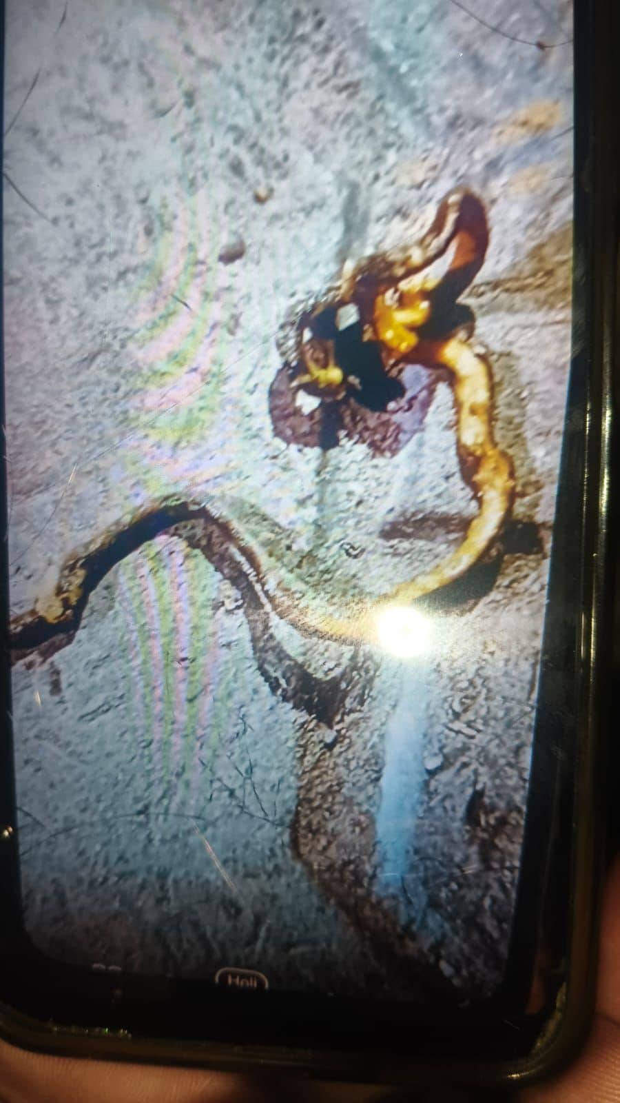 Odisha Dalma Snake Incident
