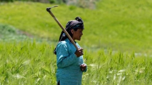 PM Fasal Bima Yojana: मौसम से फसल हो गई बरबाद, तो किसान ना हों परेशान, BRFSY और PMFBY से होगी भरपाई, जानिए कैसे