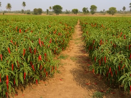 Which Indian City Is Known As The Chilli Capital Of India?